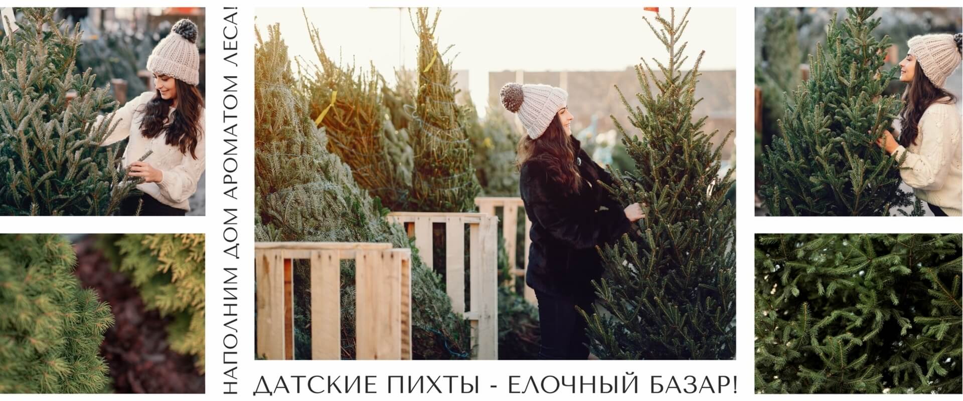 датские пихты_русс